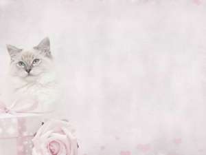 Animal-cat-and-rose-free-ppt-backgrounds