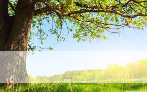 trees-full-of-vitality-classical-powerpoint-backgrounds